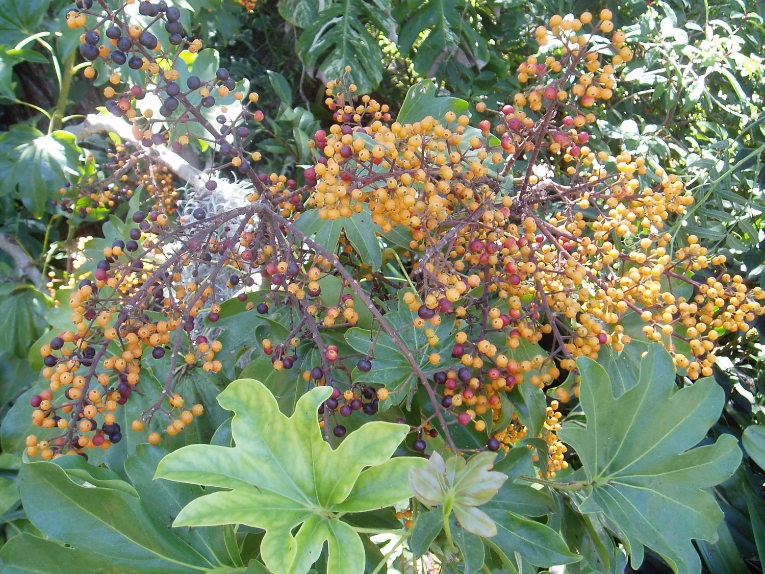 Schefflera arboricola 'Mapleleaf' — Vintage Green Farms with Tom